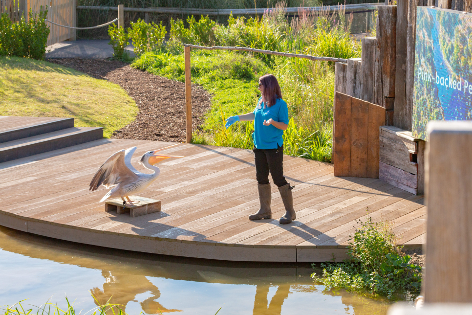 Slimbridge springs to life this May Half Term